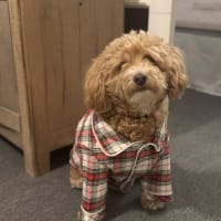 croutonsdad