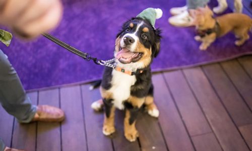 Thumbnail for Santa Paws Yappy Hour