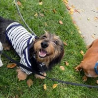 Cape Cod Doxie Day thumbnail