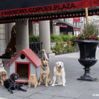National Dog Day at Fairmont Copley Plaza thumbnail