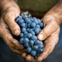 Winemaking with Fresh Grapes or Juice thumbnail