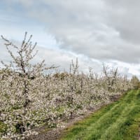 Self-Guided Spring Orchard Walk thumbnail