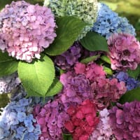 Heaven Sent Hydrangea Flower Arranging Class thumbnail