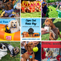 Cape Cod Doxie Day thumbnail