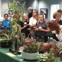 Cactus and Succulent Festival thumbnail