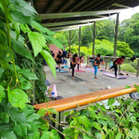Outdoor Yoga & Meditation Summer Sessions thumbnail
