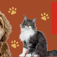 Paw & Order: Be Kind to Animals thumbnail