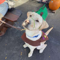 Dog Costume Contest thumbnail