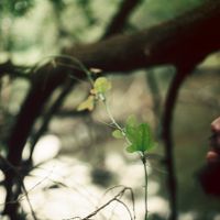 Louis C. Elson Lecture: Jerome Ellis thumbnail