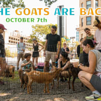 Muddy River Cleanup with Baby Goats! thumbnail