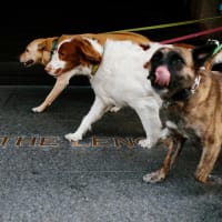 Dogtoberfest at The Lenox thumbnail