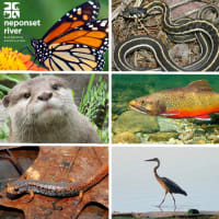 Flora, Fauna, and Friends thumbnail