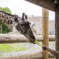 Visit the Zoo Day Food Drive thumbnail
