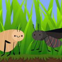 The Flea and The Fly thumbnail