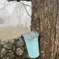 Maple in the Barnyard at Appleton Farms thumbnail