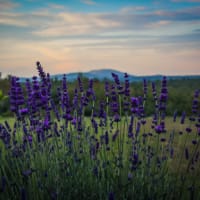 Lavender Farm Fest - ADULTS ONLY thumbnail