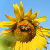 Visit Butterflies thumbnail