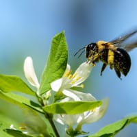 Bumble Bees of Massachusetts thumbnail