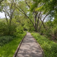 Spring Tree Identification thumbnail