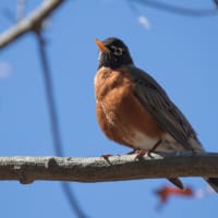 Spring Bird Walk at the Boston Nature Center thumbnail