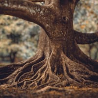 Roots thumbnail