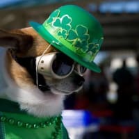 Mickey Grouse x Paddy's Day Eve thumbnail
