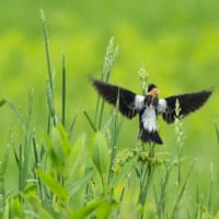 Spring Birding at Mount Auburn Cemetery thumbnail