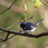 Wednesday Morning Birding at the BNC thumbnail