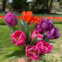 Stems & Sips @ Tulip Mania thumbnail