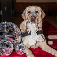 Park-9 Dog Bar One Year Anniversary Giveback Gala thumbnail