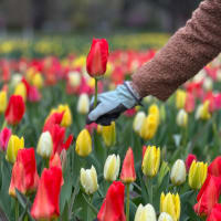 Tulip Mania thumbnail