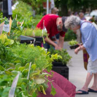 Roslindale Plant sale  thumbnail