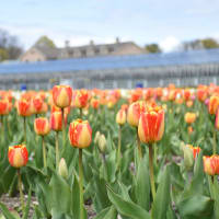 Pick-your-own Tulips at Wilson Farm thumbnail