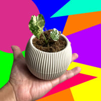 Plant & Seed Swap thumbnail