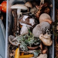Mushroom Pop-Up at Curio Spice thumbnail