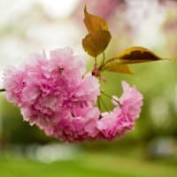 Spring Tree Identification Walk thumbnail