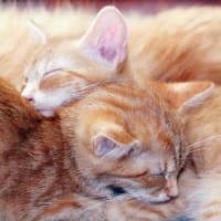 Gifford Cat Shelter Open House thumbnail