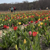 PYO tulips at Felix’s Family Farm thumbnail