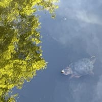 Pond Exploration in Franklin Park! thumbnail