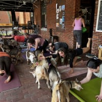 Goat Yoga thumbnail