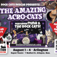 The Amazing Acro-Cats: Arrive in Arlington! thumbnail