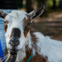 Muddy River Clean Up with Baby Goats! thumbnail