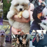 Puppy Therapy: Adoption Meet-n-Greet thumbnail