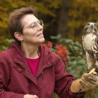 Raptor Report- LIVE Birds of Prey Presentation thumbnail