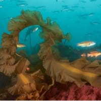 Boston premiere of “Sea Change: The Gulf of Maine, A NOVA Special Presentation”  thumbnail