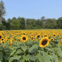 Sunflower Spectacular thumbnail