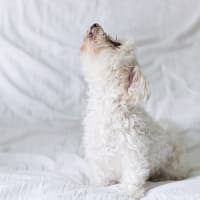Paws, Pearls & Pastries: Boston Dog Moms National Dog Day Weekend Fundraiser thumbnail