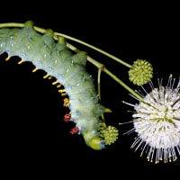 Caterpillar Lab thumbnail