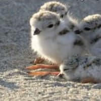 Boston Film Festival - Piping Plovers thumbnail