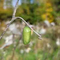 Monarch Migration thumbnail